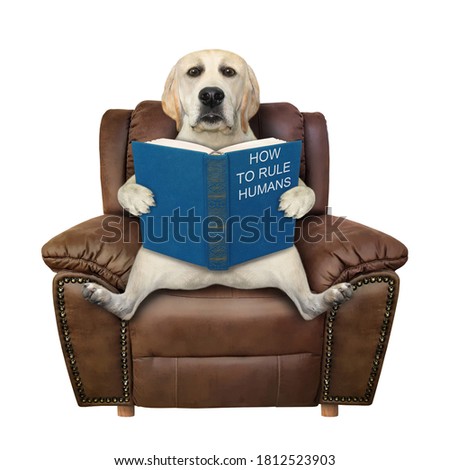 A dog is sitting on a brown leather chair and reading a open blue book called how to rule humans. White background. Isolated.