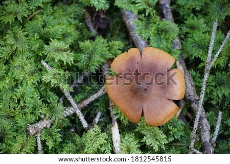 A mushroom with copy space colour photo.