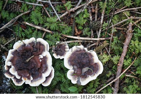 A mushroom with copy space colour photo.