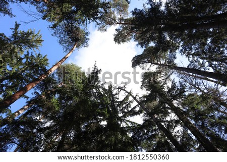  Huge fir trees stretch to the blue sky with white clouds, view from below .