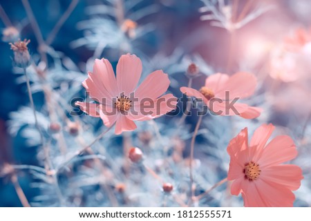 Beautiful pink cosmos flowers in the sunlight on a blue toned background. Delicate abstract nature. Soft selective focus Royalty-Free Stock Photo #1812555571