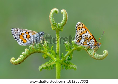 Macro shots, Beautiful nature scene. Closeup beautiful butterfly sitting on the flower in a summer garden.

 Royalty-Free Stock Photo #1812557332