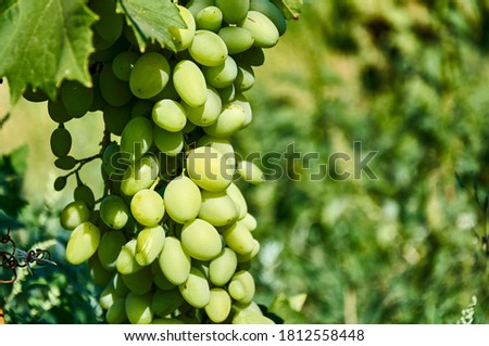 A bunch of grapes on a branch.