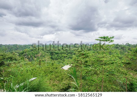 Daytime view of the jungle and sky. Bali, Indonesia