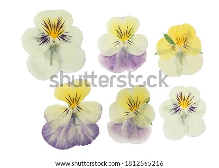 Pressed and dried flowers pansies or violet, isolated on white background. For use in scrapbooking, floristry or herbarium.