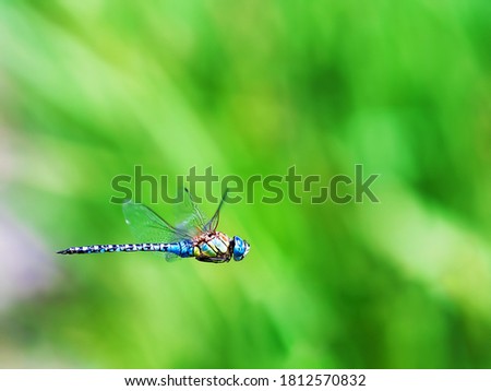 Flying blue dragonfly with green grass in the background. Closeup blue dragonfly in  flight and blurred natural background Royalty-Free Stock Photo #1812570832