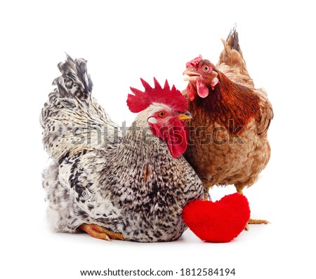 Two small chickens with a toy heart isolated on white background.