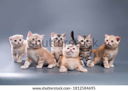 A group of Scottish fold and straight tabby kittens of colors on a gray background