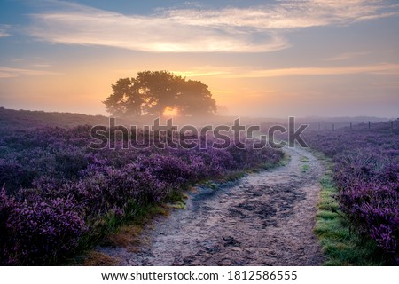 Blooming Heather fields, purple pink heather in bloom, blooming heater on the Veluwe Zuiderheide park , Netherlands. Holland Royalty-Free Stock Photo #1812586555