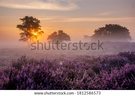 Blooming Heather fields, purple pink heather in bloom, blooming heater on the Veluwe Zuiderheide park , Netherlands. Holland Royalty-Free Stock Photo #1812586573