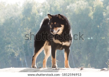 Black and tan dog, Japanese Shiba Inu breed, outdoors, standing on a dais in the autumn in the sunlight Royalty-Free Stock Photo #1812596953