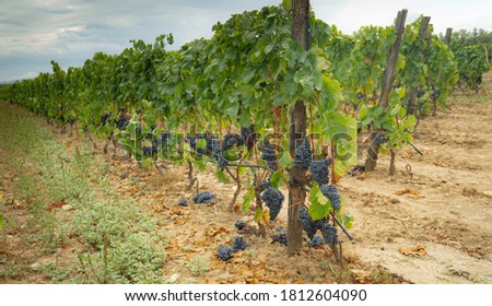 carignano del sulcis grapes ready for harvest Royalty-Free Stock Photo #1812604090