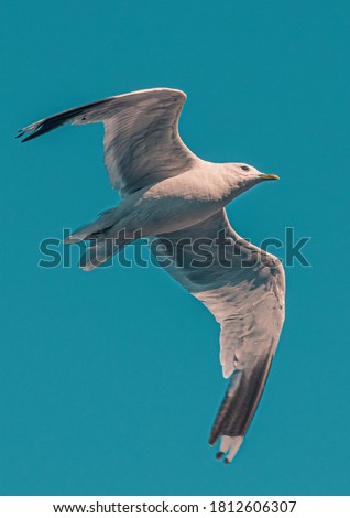 Flying gull on deep blue background 