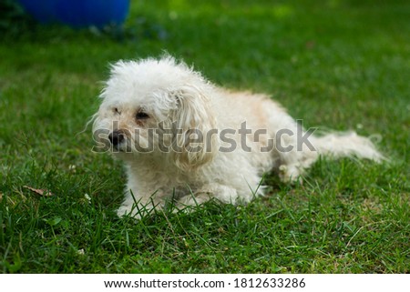 White dog in the courtyard