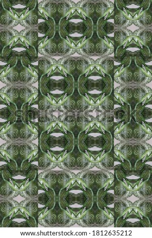 a dieffenbachia snow plant abstract with lush variegated leaves 0519