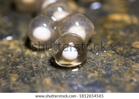Eggs of the Golden-striped salamander (chioglossa lusitanica), a vulnerable amphibian endemic from Iberian Peninsula.