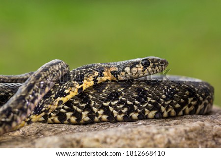 A horseshoe whip snake (Hemorrhois hippocrepis) photographed in Portugal.
