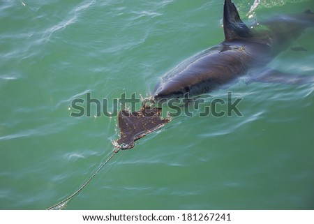 A Great White Shark Stalking a Wooden Seal Decoy in the Ocean