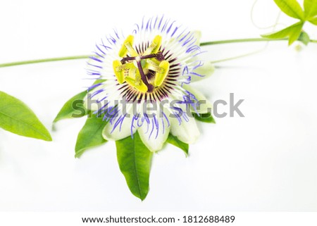 Passion flower (Passiflora incarnata). The leaves and stems are sedative. The purple passionflower isolated on white background