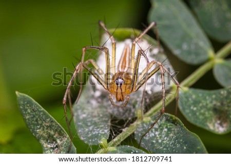 closeup view of lynx spider in nature