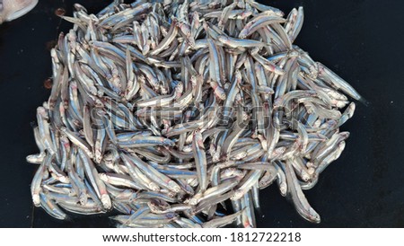 Small lure fish that are ready to be marketed