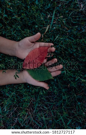 Human hands holding red and yellow tree leaves in autumn, closeup picture of childs palms. Green grass background. Top view