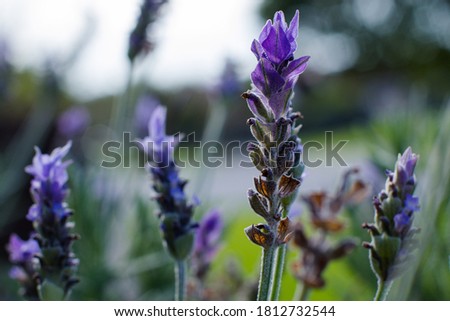 Lavender flowers on a cloudy day