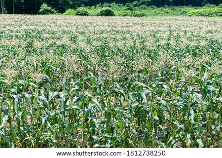 Sugou corn field. Taketa City, Oita Prefecture, Japan.