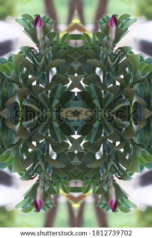 an adenium plant abstract with ivory white flowers 0214