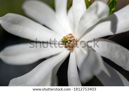 Closeup of the blooming flowers of Magnolia stellata - Japanese Star Magnolia