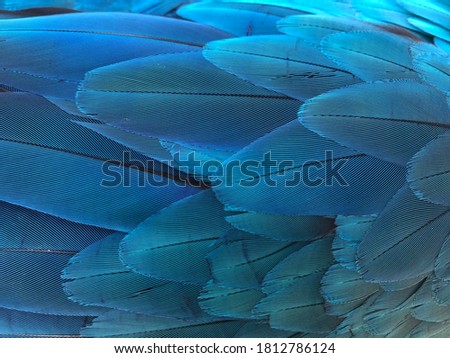 Blue and gold macaw’s feather