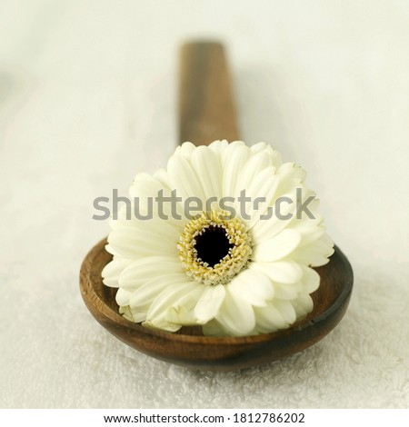 White flower on a wooden ladle. Conceptual image shot