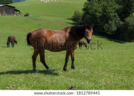 Horses on the meadow in the mountains