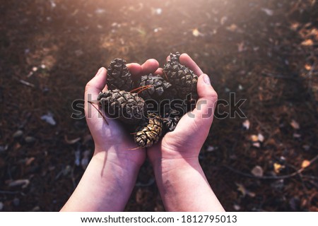 A child holds fir cones in his hands. Close-up Royalty-Free Stock Photo #1812795013