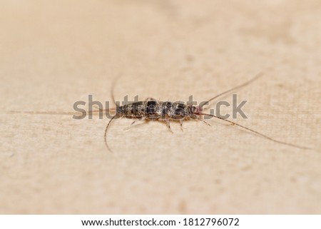 Banded silverfish (Thermobia domestica) lateral view, a common household pest.