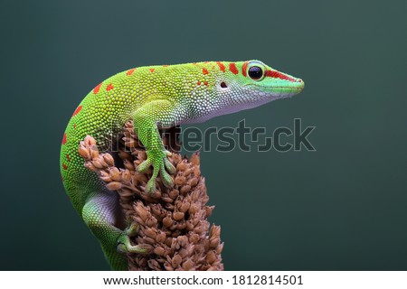 Male Day Gecko (Phelsuma) from Madagascar are territorial. He will attack other males if enters his territory. Only female Gecko are allowed into the territory. Royalty-Free Stock Photo #1812814501