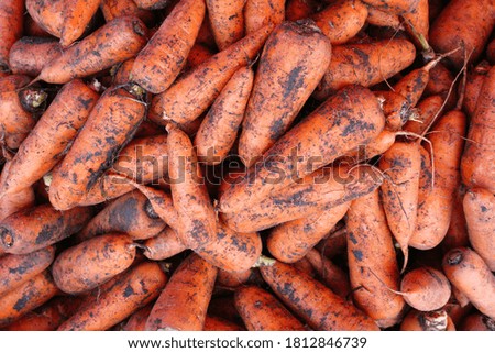 background with fresh carrots from the field                              