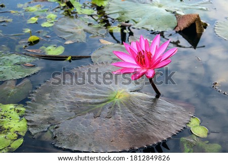 Picture of​ red lotus flower raising a​bouquet above the water surface 