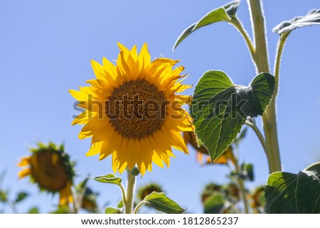 Close up picture of a sunflower (Helianthus annuus), healthy open flower with clear blue sky behind, sunflower oil production from seeds, wild bird food and as livestock forage, seeds form spirals