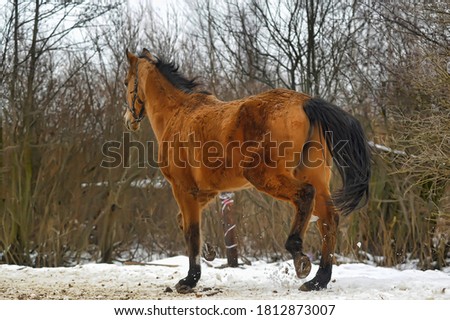 running brown horse in corral in winter