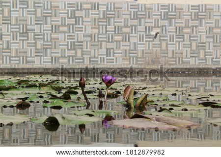 Lotus buds and flowers in a pond with reflections