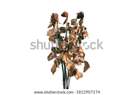 dry roses flowers isolated on white background, clipping path included