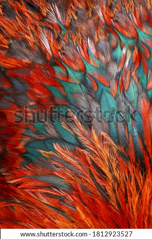 The bright brown feather group of some bird Royalty-Free Stock Photo #1812923527