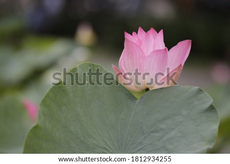 Natural photos: Lotus flowers (Viet Nam) 