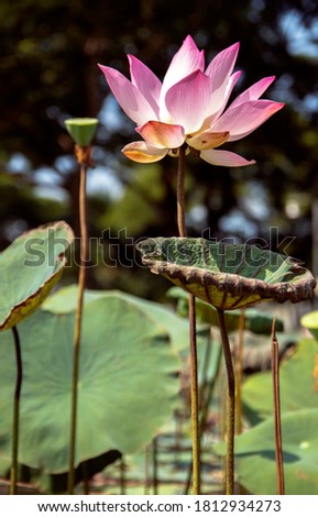 Natural photos: Lotus flowers (Viet Nam) 