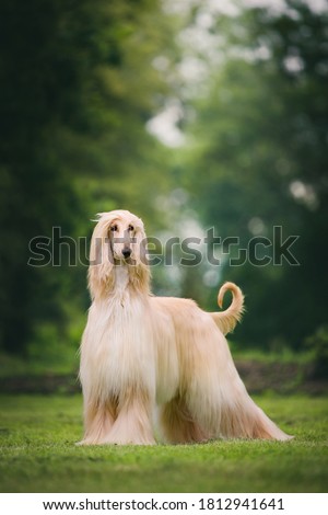 Fabulous looking afghan hound, royal dog in full coat. Many championships winner. Royalty-Free Stock Photo #1812941641
