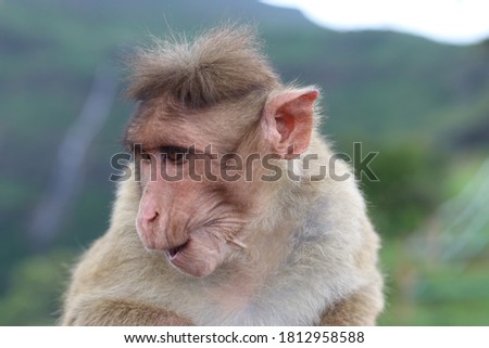 Indian Monkey outdoor Natural images 