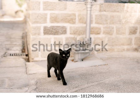 A black cat in the yard on the asphalt stands against the background of a brick wall and a metal pipeline.