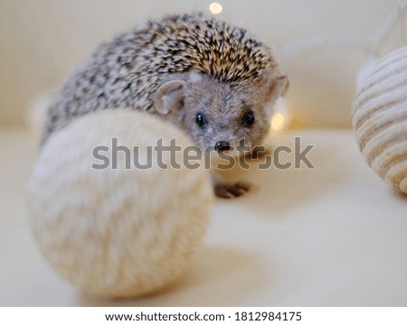 hedgehog home eared cute gray
