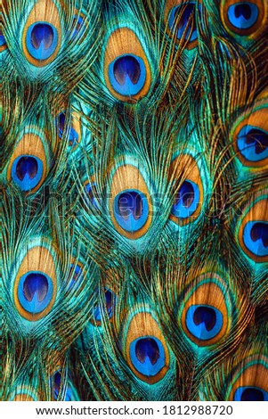 The colorful peacock feathers close up Royalty-Free Stock Photo #1812988720